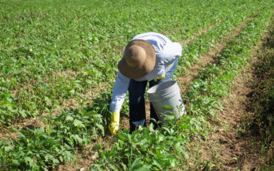 Florida Bans Worker Heat Protections
