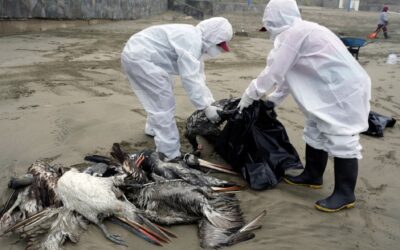Bird Flu Threatens Workers